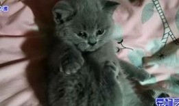 跳蚤在线观看,一场惊心动魄的冒险之旅